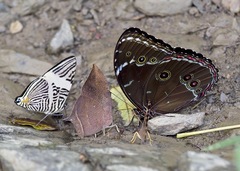 Morpho achilles