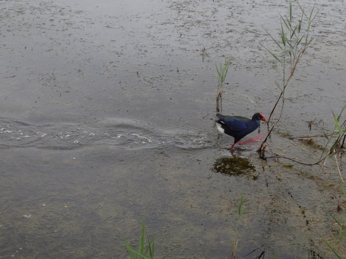 iNaturalist image