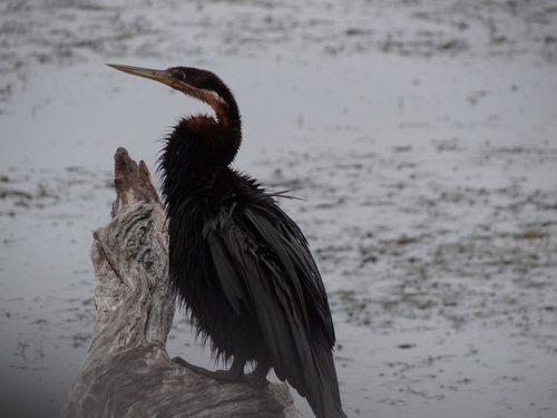 iNaturalist image