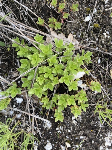 Phedimus spurius