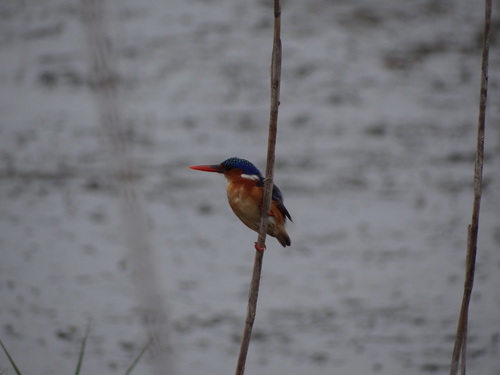 iNaturalist image