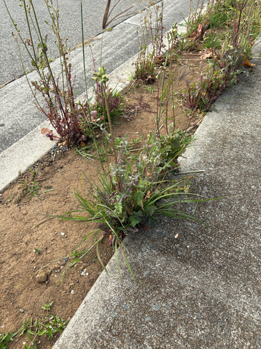 Sonchus oleraceus observed 2026-05-27
