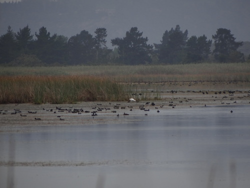 iNaturalist image