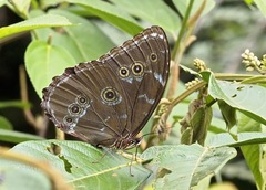Morpho achilles