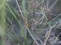 Hednota opulentellus