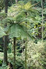 Cyathea cunninghamii