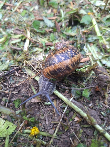 Garden Snail