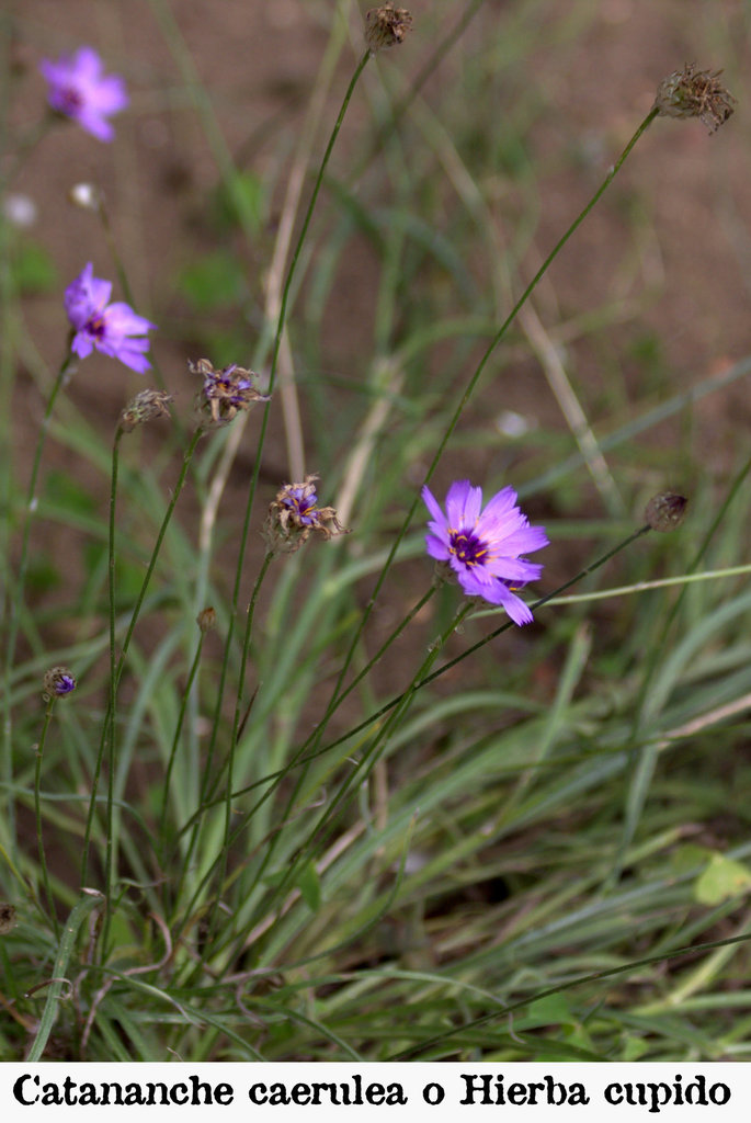 Catananche