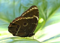 Morpho achilles