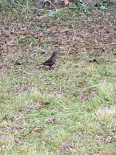 Eurasian Blackbird