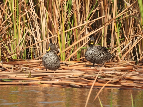 iNaturalist: (c) forest_owl, some rights reserved (CC BY-NC), uploaded by forest_owl iNaturalist image