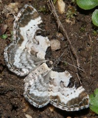 Melanthia alaudaria