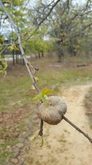 Striatoandricus aciculatus