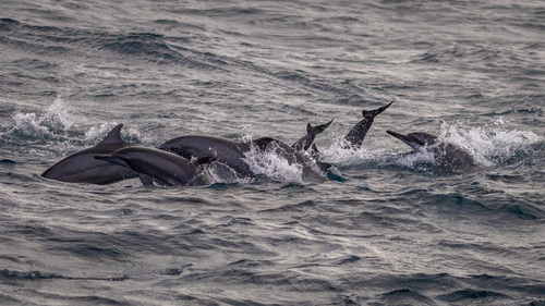 Spinner Dolphin