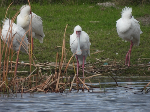 iNaturalist image