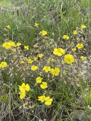 Helianthemum canum, photograph (c) Наталья Пикалова, some rights reserved (CC BY)