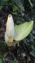 Amorphophallus prainii