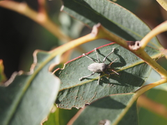 Psapharus ruficornis