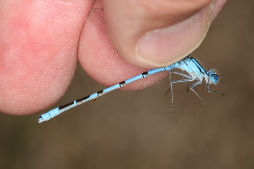 Northern Bluet photo 4