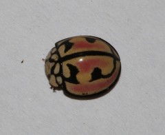 Cheilomenes bidentata