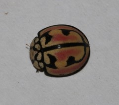 Cheilomenes bidentata