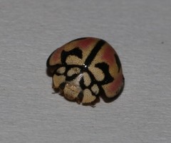 Cheilomenes bidentata