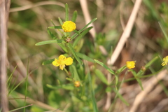 Ranunculus auricomus