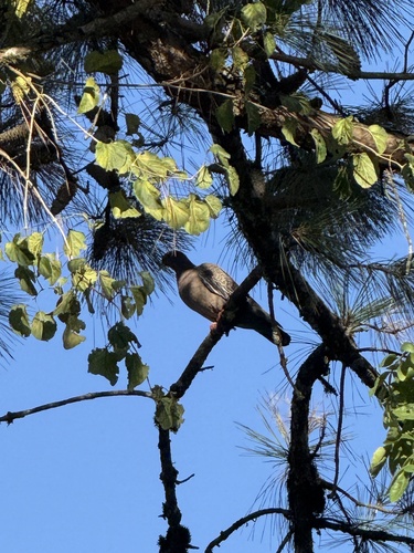 Picazuro Pigeon