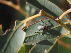 Psapharus ruficornis