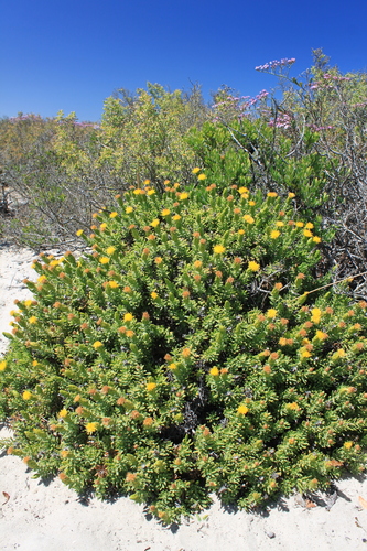 Image of Pteronia onobromoides by (c) Paul Emms, some rights reserved (CC BY-SA)