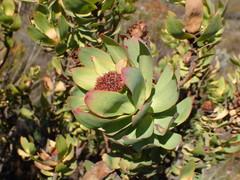 Leucadendron barkerae