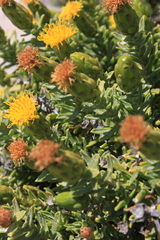 Pteronia onobromoides