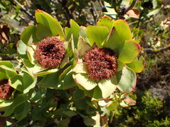 Leucadendron barkerae