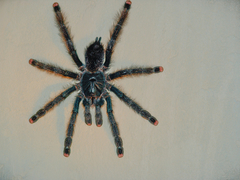 Avicularia avicularia