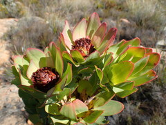 Leucadendron barkerae