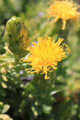 Pteronia onobromoides