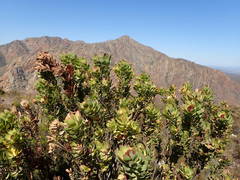 Leucadendron barkerae