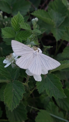 Black-veined Moth
