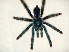 Avicularia avicularia
