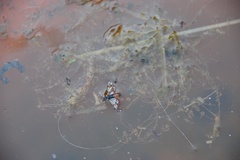 Aglaostigma aucupariae