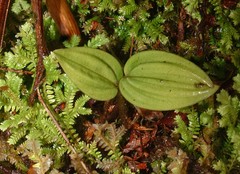 Psilochilus modestus