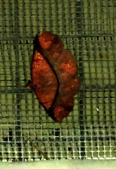 Antiblemma subrutilans