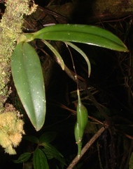 Leochilus leochilinus