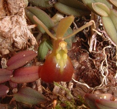 Epidendrum peperomia