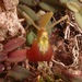 Epidendrum porpax - Photo 由 Eric van den Berghe 所上傳的 (c) Eric van den Berghe，保留部份權利CC BY-NC