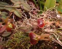 Epidendrum peperomia