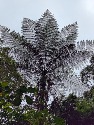 Cyathea punctata