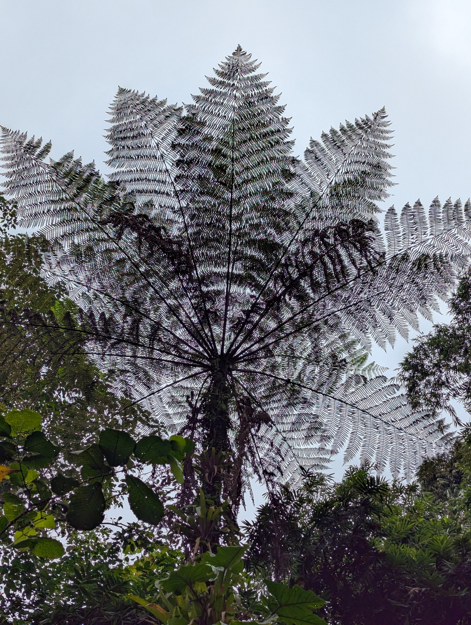Cyathea punctata