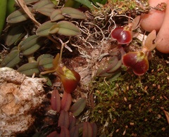 Epidendrum peperomia