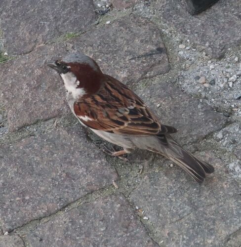 House Sparrow